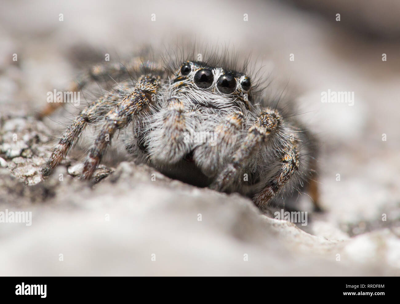 Jumping spider Philaeus chrysops en República Checa Foto de stock