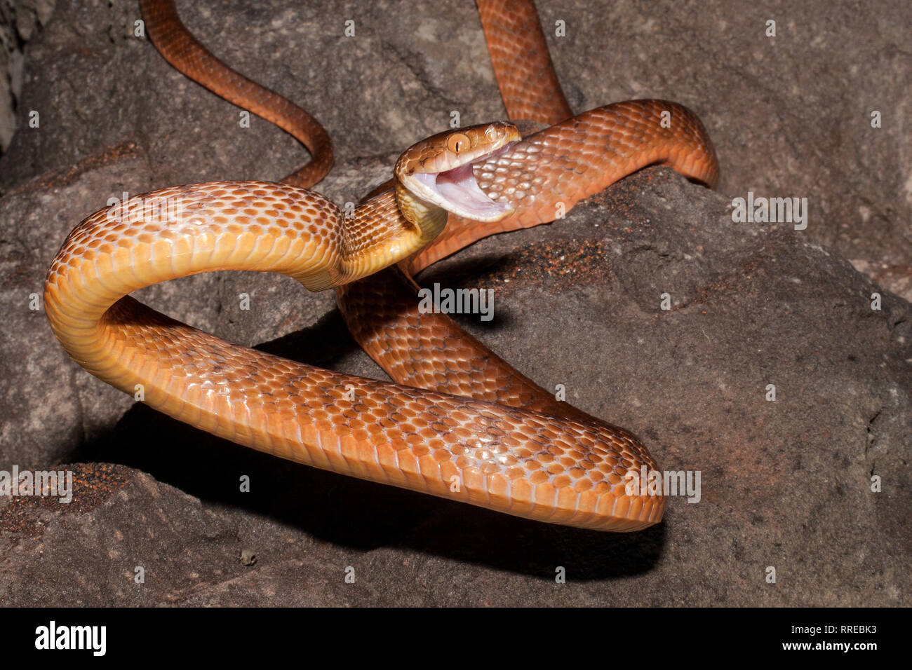 Brown Tree Snake Foto de stock