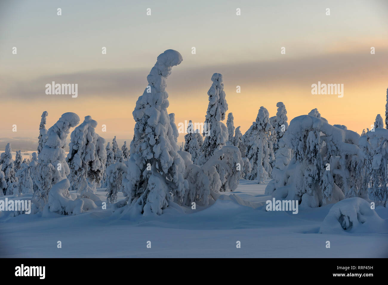 Abetos cubiertos de fuertes heladas y nieve en el Parque Nacional de Riisitunturi, Kuusamo, Finlandia Foto de stock