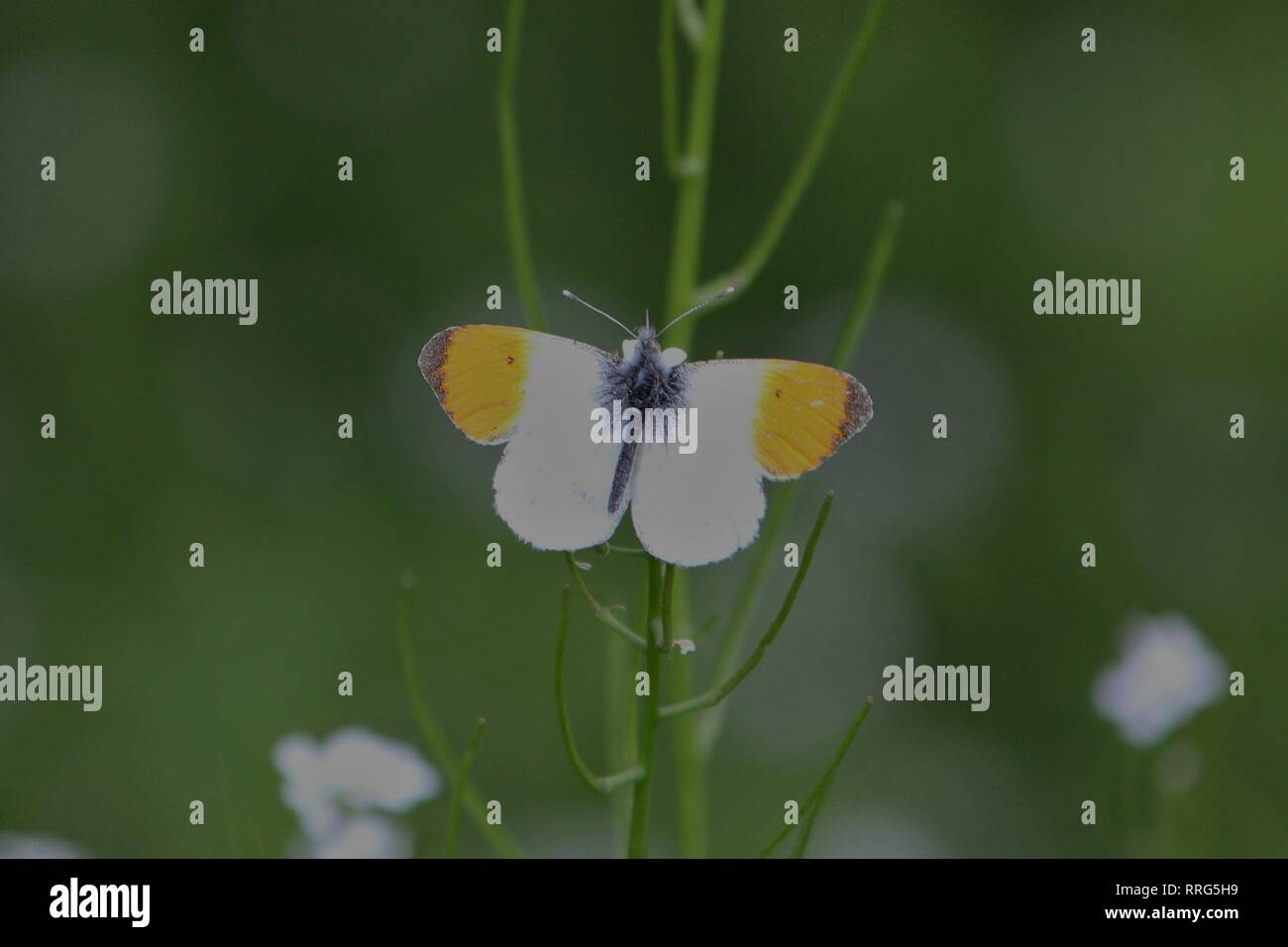Naranja Anthocharis cardamines (Tip) en un prado cerca de Waltrop, Alemania Foto de stock