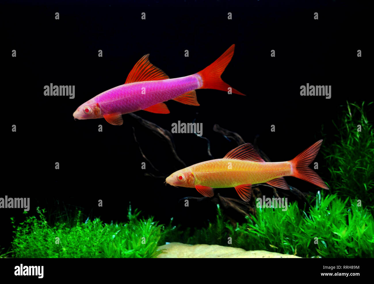 Resultado de imagen para tiburon arcoiris transgenico