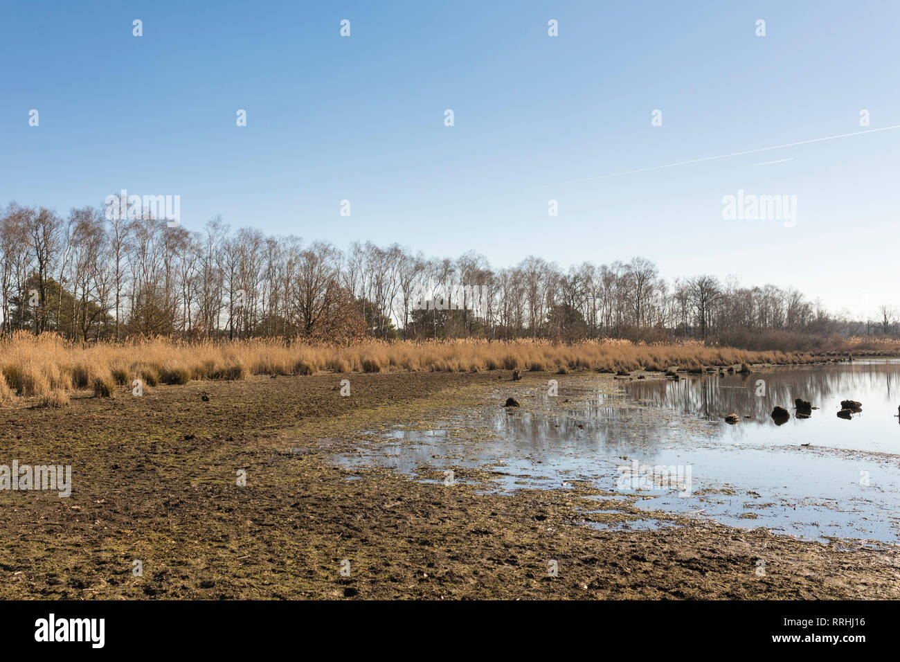 Escasez de agua en un lago en 'Cartierheide' en invierno, debido a la sequía del verano de 2018 y a un invierno seco. Países Bajos. Foto de stock