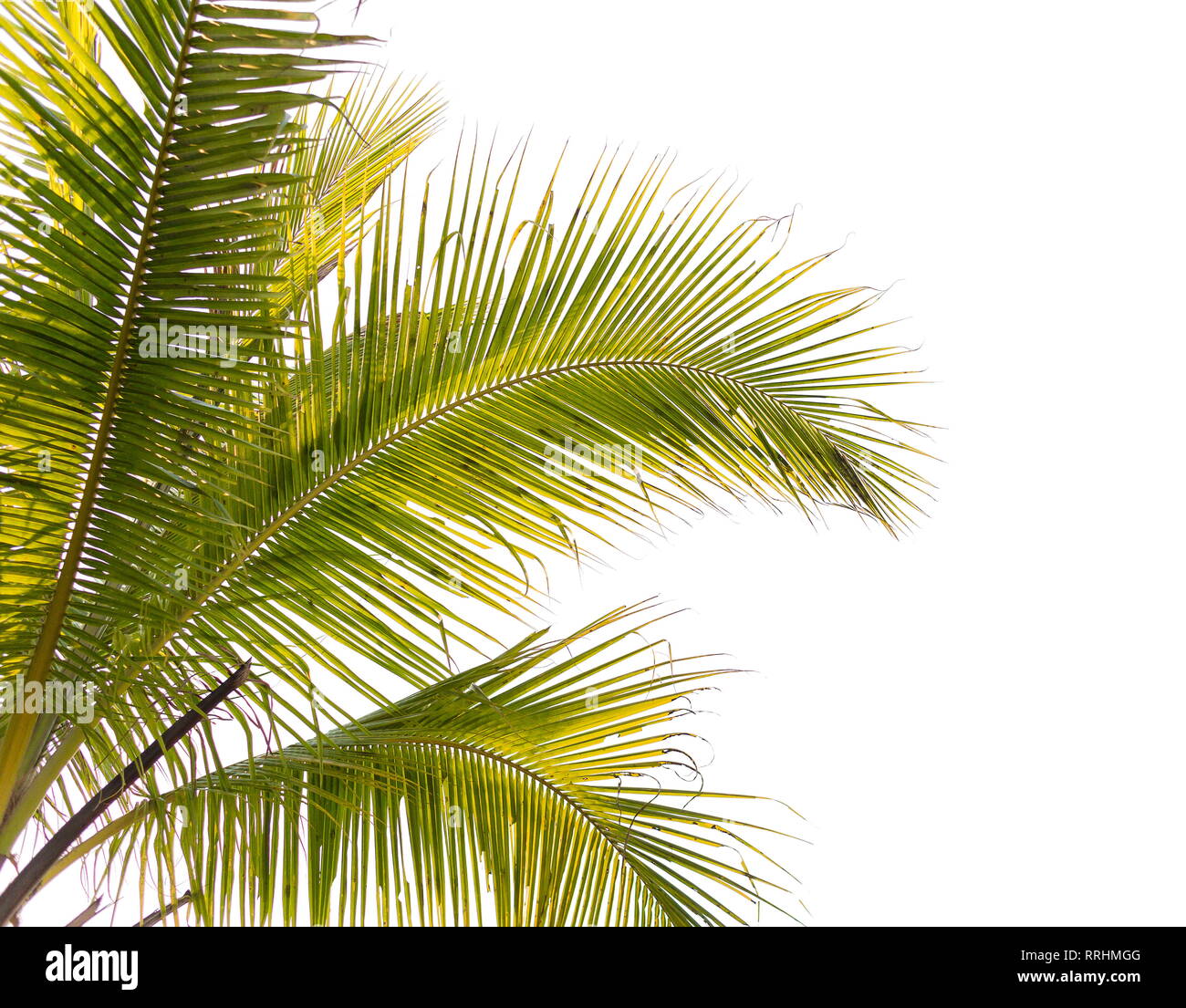 Bajo el árbol de coco y coco hojas sobre un fondo blanco. Foto de stock