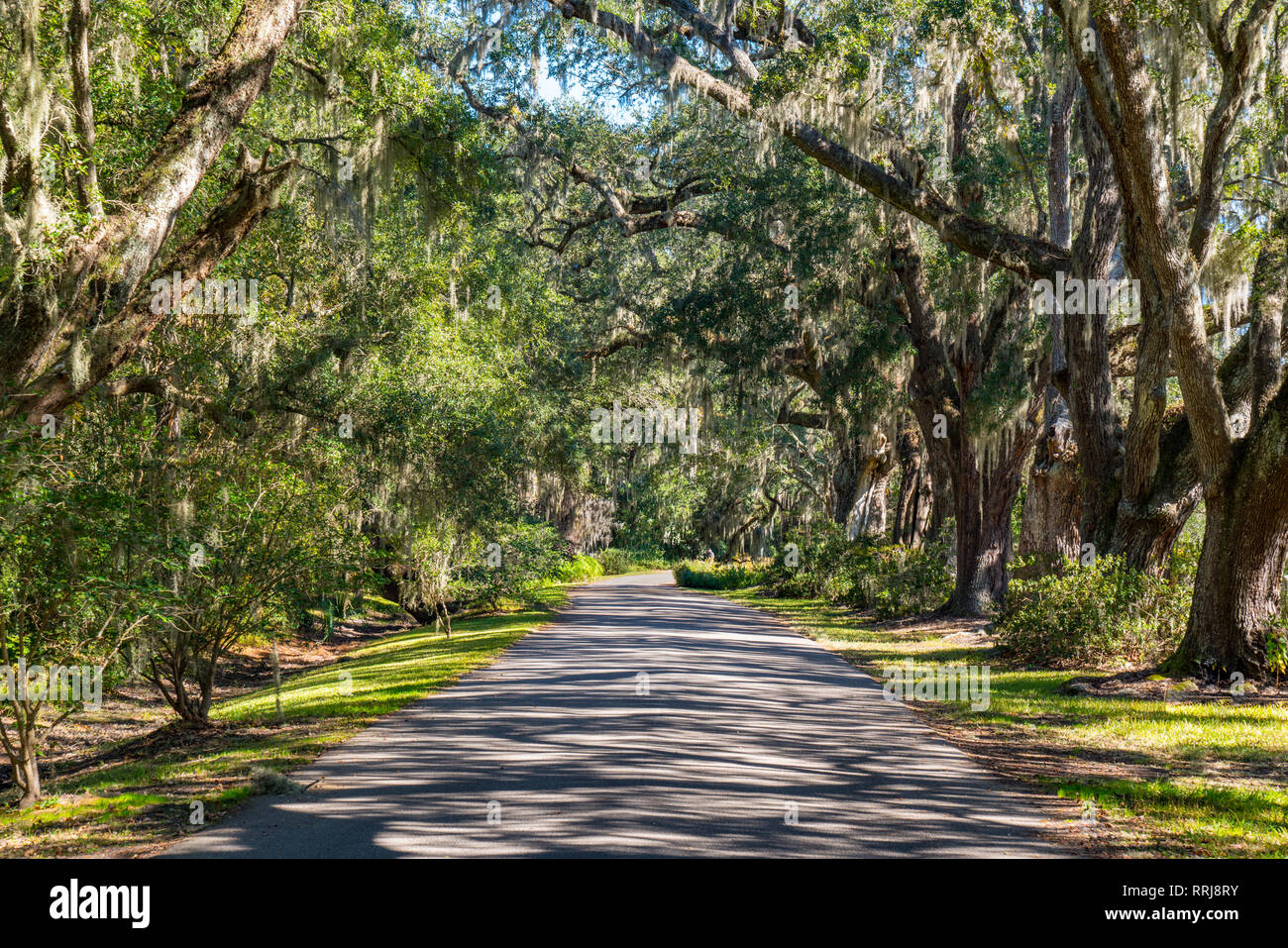 Ruta rodeada de robles con musgo español en Carolina del Sur Foto de stock