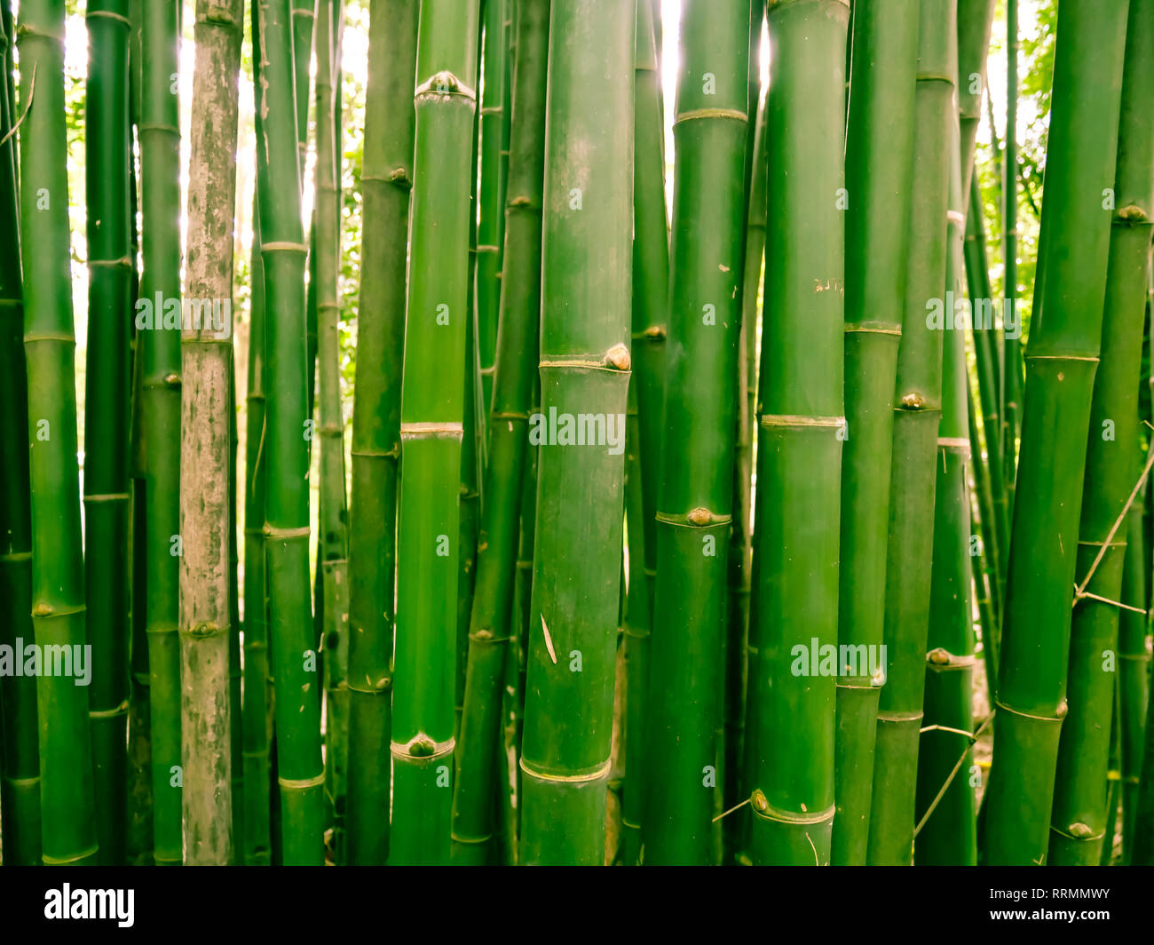 Bosque de bambú en la mañana, pintorescos matorrales de bambú en la