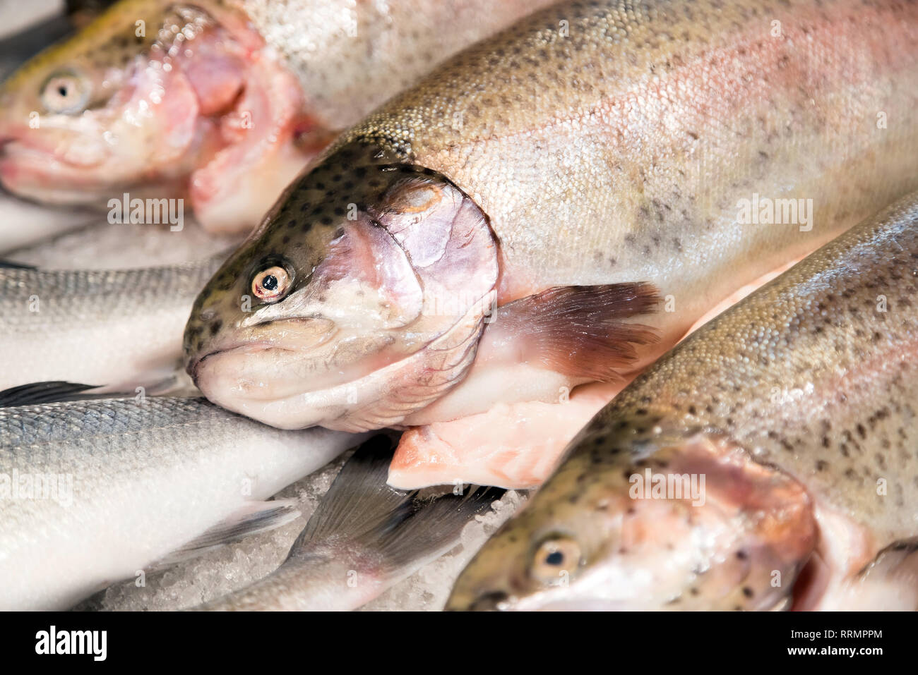 La trucha de agua dulce para la venta en el mercado de pescado. La carne  del salmón está llena de omega 3 vitaminas y es saludable Fotografía de  stock - Alamy