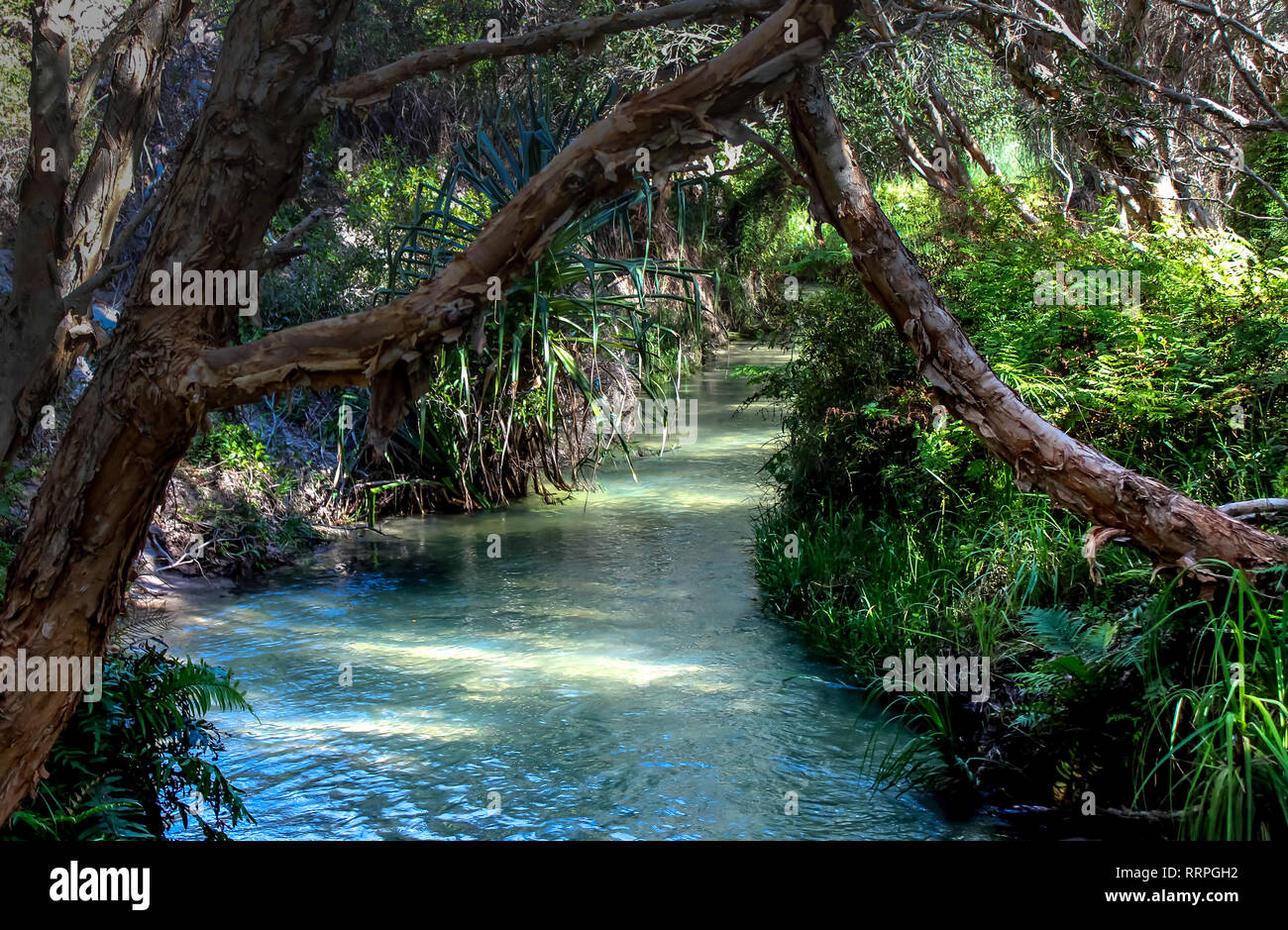 Rainforest creek estanque con agua azul llamado Eli Creek en Isla Fraser Australia Foto de stock