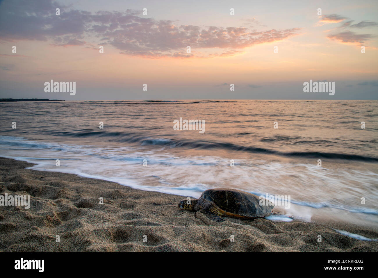 Pacífico Sur, Estados Unidos, Hawaii, Hawaii, Isla, Isla Grande, en Kona, Kaloko-Honokohau, tortuga de mar verde en la playa Foto de stock