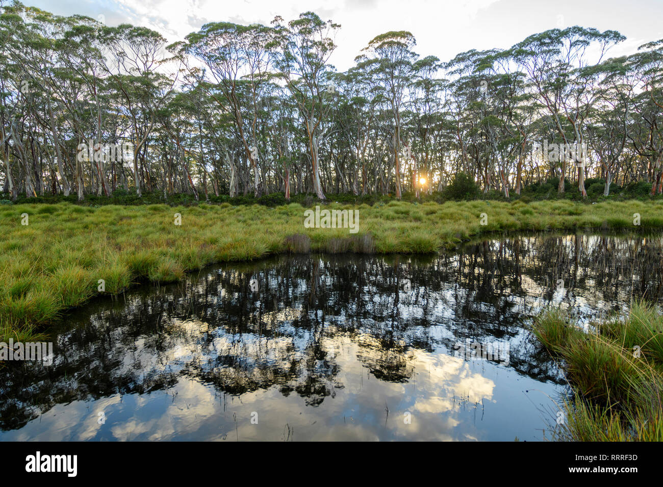 Australia, Australia, Tasmania, Parque Nacional Franklin-Gordon Wild Rivers, la UNESCO, Patrimonio de la humanidad, Blue Gum Plains Foto de stock