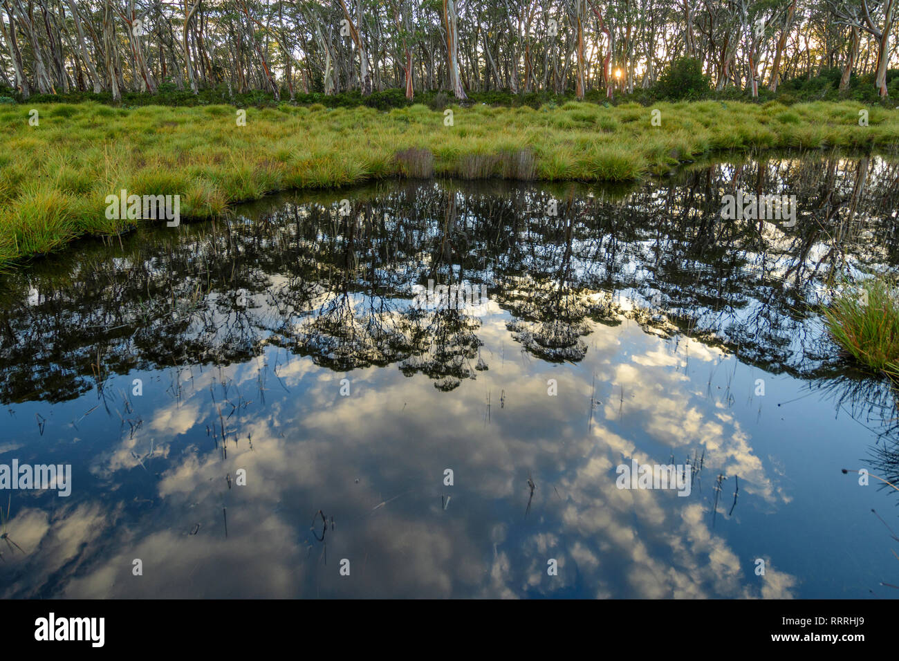 Australia, Australia, Tasmania, Parque Nacional Franklin-Gordon Wild Rivers, la UNESCO, Patrimonio de la humanidad, Foto de stock