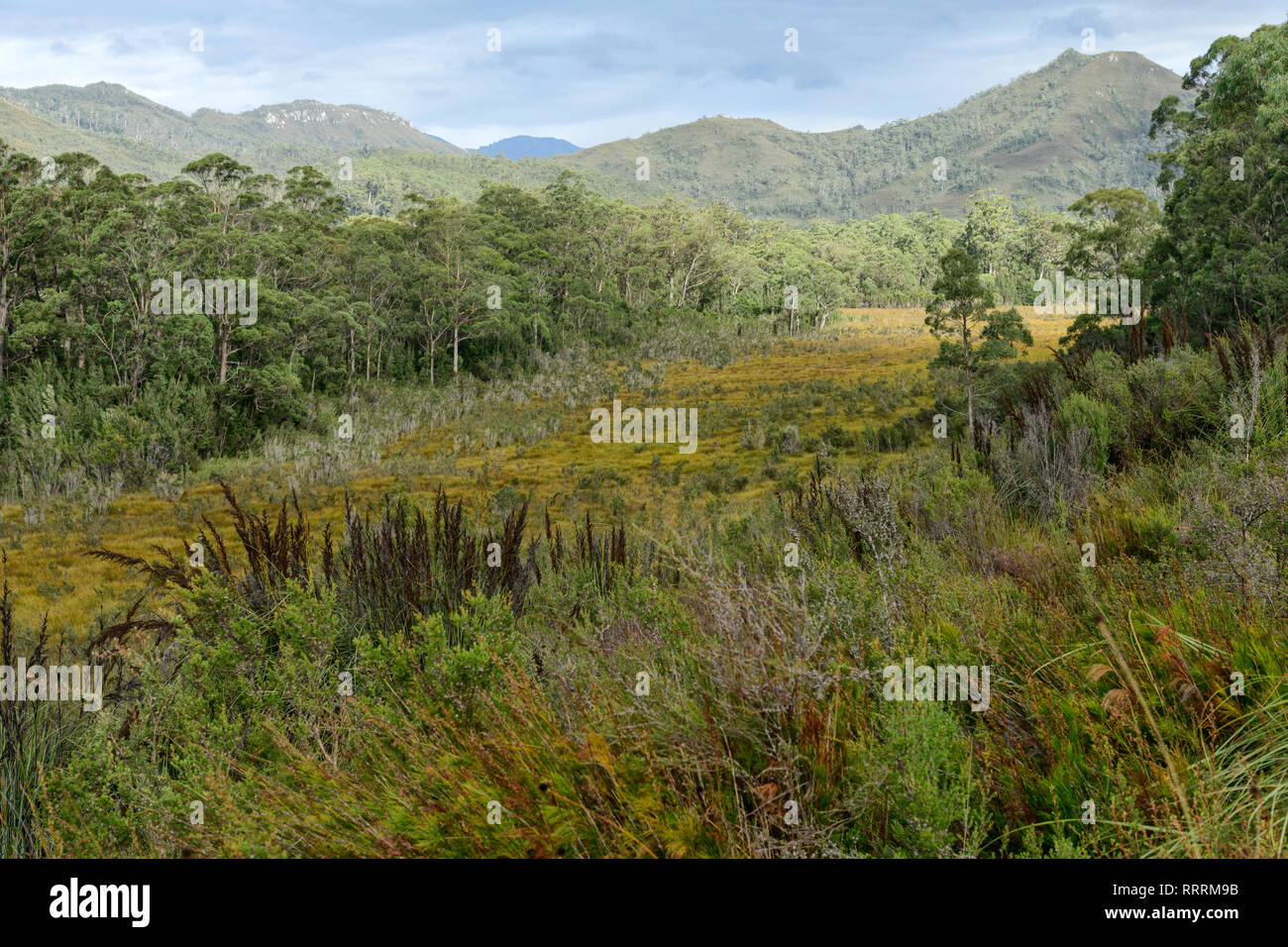 Oceanía, Australia, Australia, Tasmania, Parque Nacional Franklin-Gordon Wild Rivers, la UNESCO, Patrimonio de la humanidad, Foto de stock