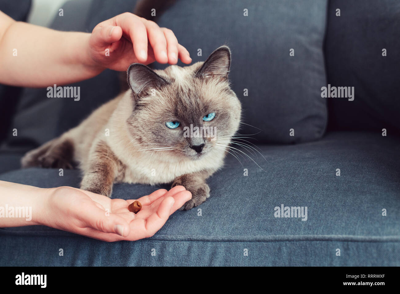 Alimentación Animal propietario cat con gránulos de alimentos secos de la mano de Palm. Bellos felinos domésticos colorpoint animal con ojos azules gatito tumbado en el sofá s Foto de stock