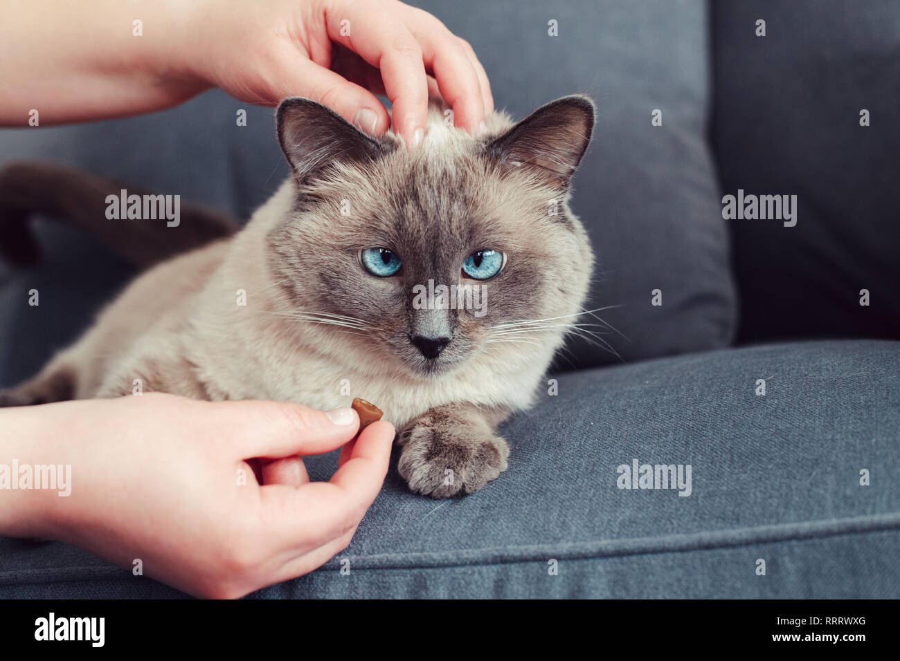 Alimentación Animal propietario cat con gránulos de alimentos secos de la mano de Palm. Bellos felinos domésticos colorpoint animal con ojos azules gatito tumbado en el sofá s Foto de stock