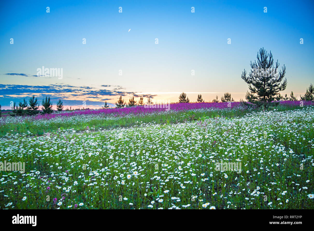 Hermoso paisaje nocturno de primavera florece con flores silvestres en la pradera. Verano de campo con flores flores blancas chamomiles, fondo borroso Foto de stock