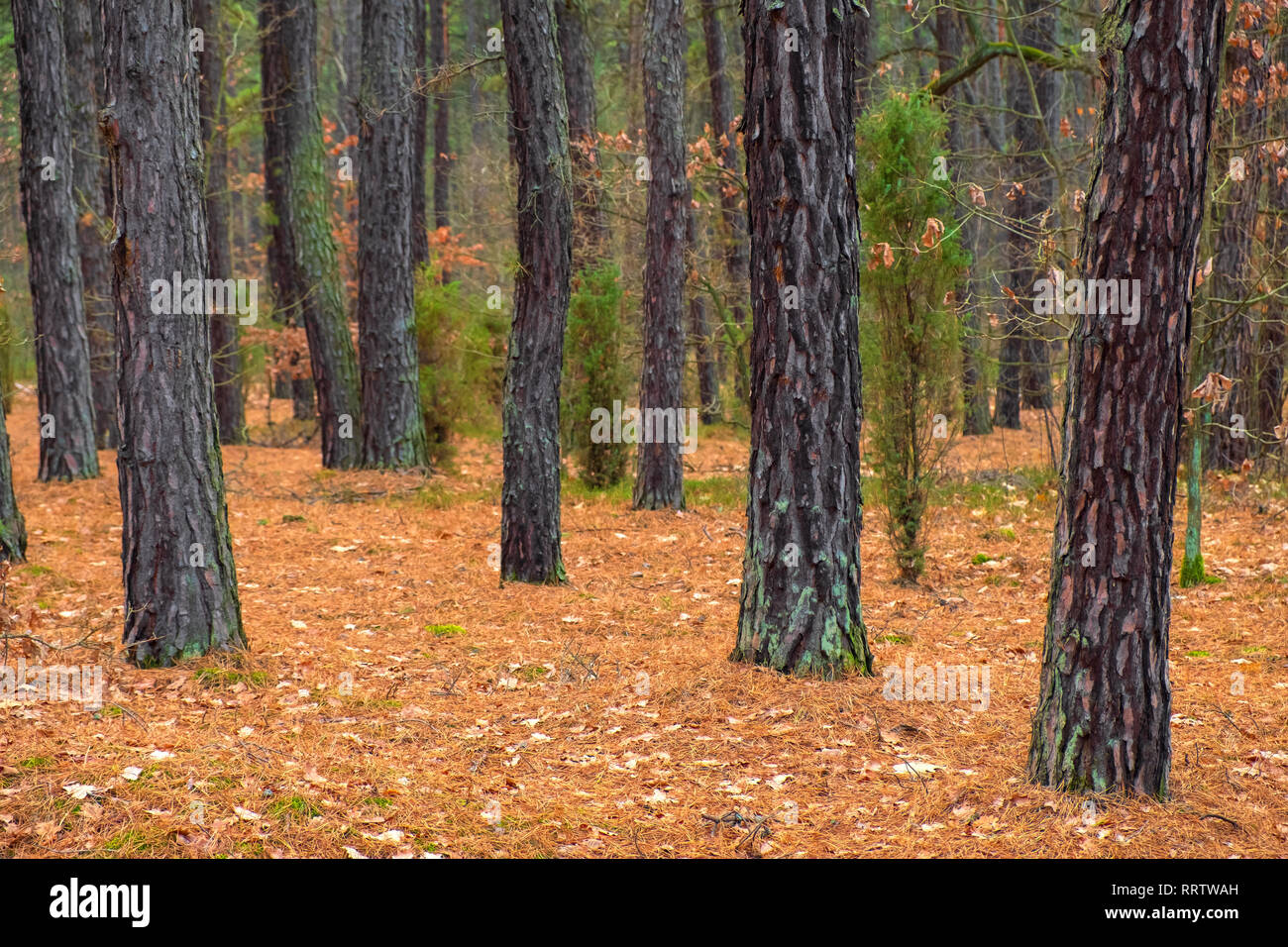Paisaje invernal de un bosque mixto de Europa central en el bosque de la región de Mazovia de Polonia, dentro del territorio del Parque Nacional Kampinoski. Foto de stock