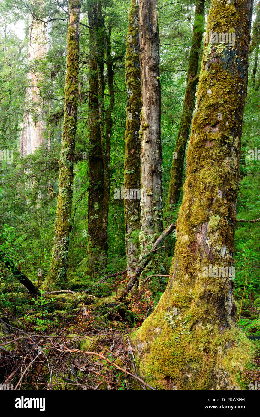 Oceanía, Australia, Australia, Tasmania, Parque Nacional Franklin-Gordon Wild Rivers, la UNESCO, Patrimonio de la humanidad, antiguos bosques, Foto de stock