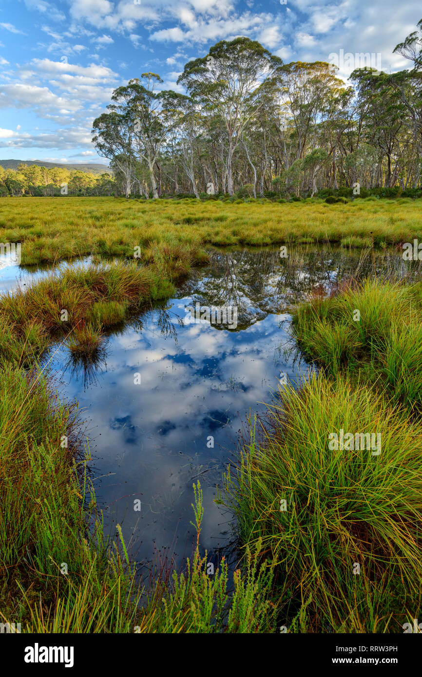 Australia, Australia, Tasmania, Parque Nacional Franklin-Gordon Wild Rivers, la UNESCO, Patrimonio de la humanidad, simple, pantano, paisaje, naturaleza, reflejo Foto de stock