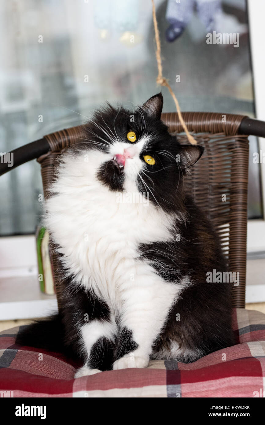 Adorable gato Micifuz con lengua fuera esperando a coger un hilo. Casa  adorable juguetona mascota amigable Fotografía de stock - Alamy