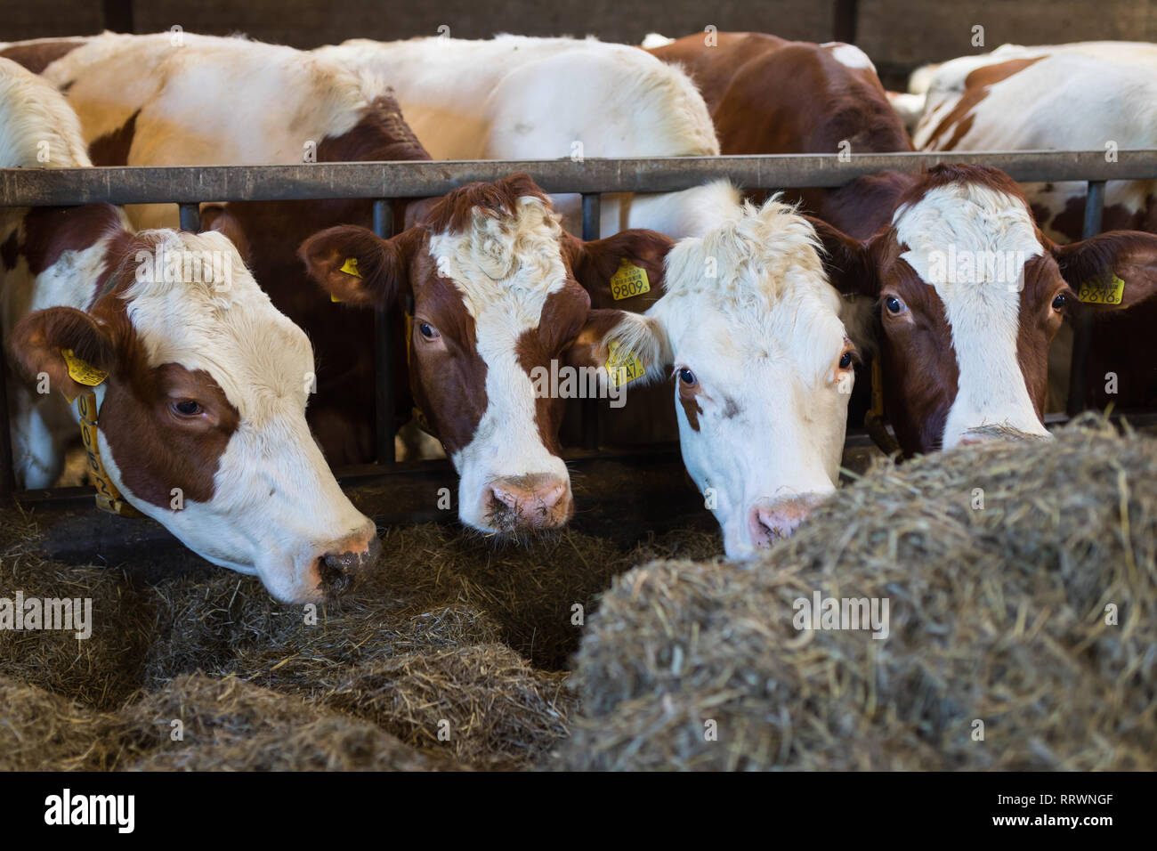 MRI vacas Holstein Rojo interior en el granero de heno comer Foto de stock