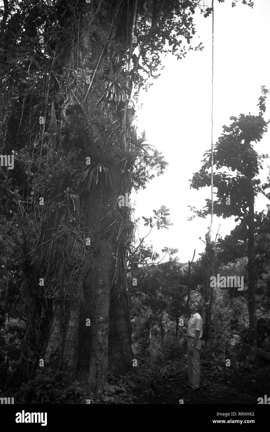 Caribe - Regenwald, Guadalupe, kleine Antillen, Karibik, Westindien Foto de stock