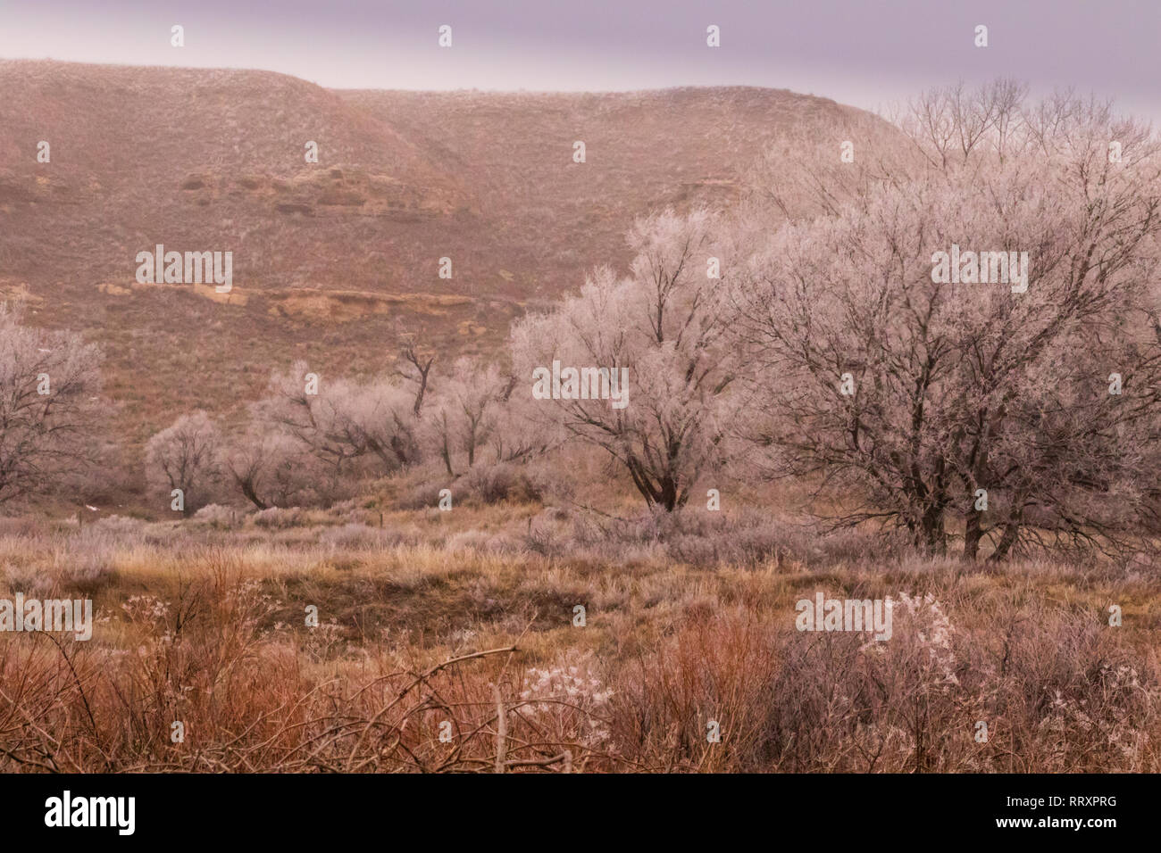 Un amargo frío pero hermoso día con árboles de esmerilado y lago congelado en Scott City, Kansas, 2019. Foto de stock