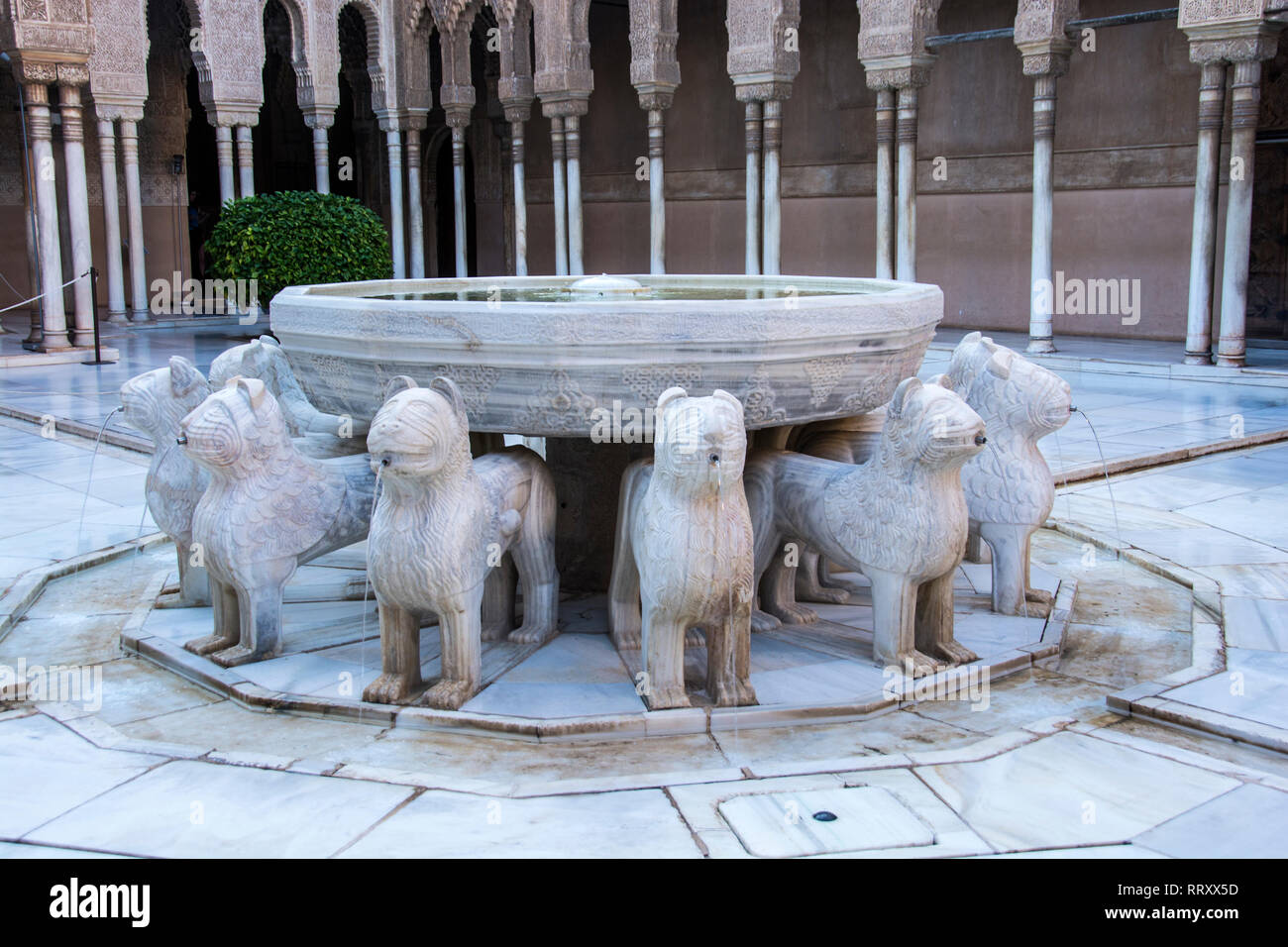 Circulo de leones fotografías e imágenes de alta resolución - Alamy