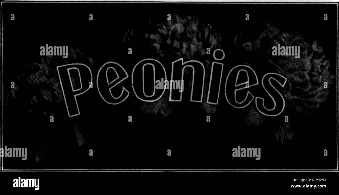 . Floristerías' Review [microforma]. La floricultura. 12 Los floristas'Comentario Julio 4, 1912. Por temporadas notas. La época de floración de peonías ha pasado. Ha sido satisfactorio en casi todas las secciones. Los mercados han demostrado una vez más la insensatez de creciendo demasiado muchas variedades un"l de creciente como son de color púrpura, rojo, marrón oscuro y lúgubre, tonalidades de color similares. Los compradores que buscan estos colores son pocos y distantes entre sí y simplemente no pagan para hacerlas crecer salvo en un grado limitado. Por otro lado, buen blancos puros, suaves rosados y tonalidades rosas claros han sido en la demanda. Foto de stock