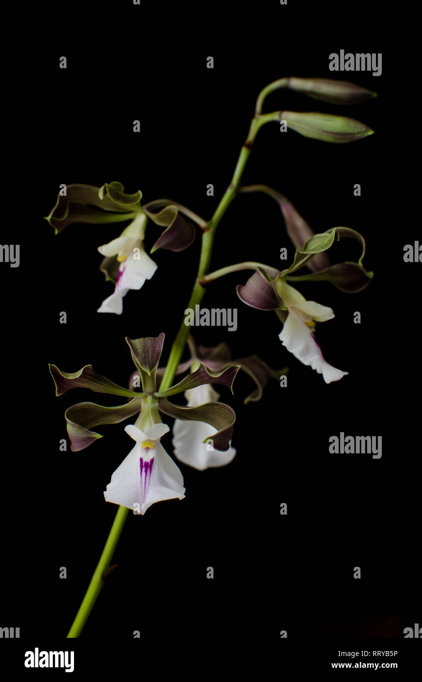 Orquídea Tropical conocido como Encyclia cordigera Foto de stock