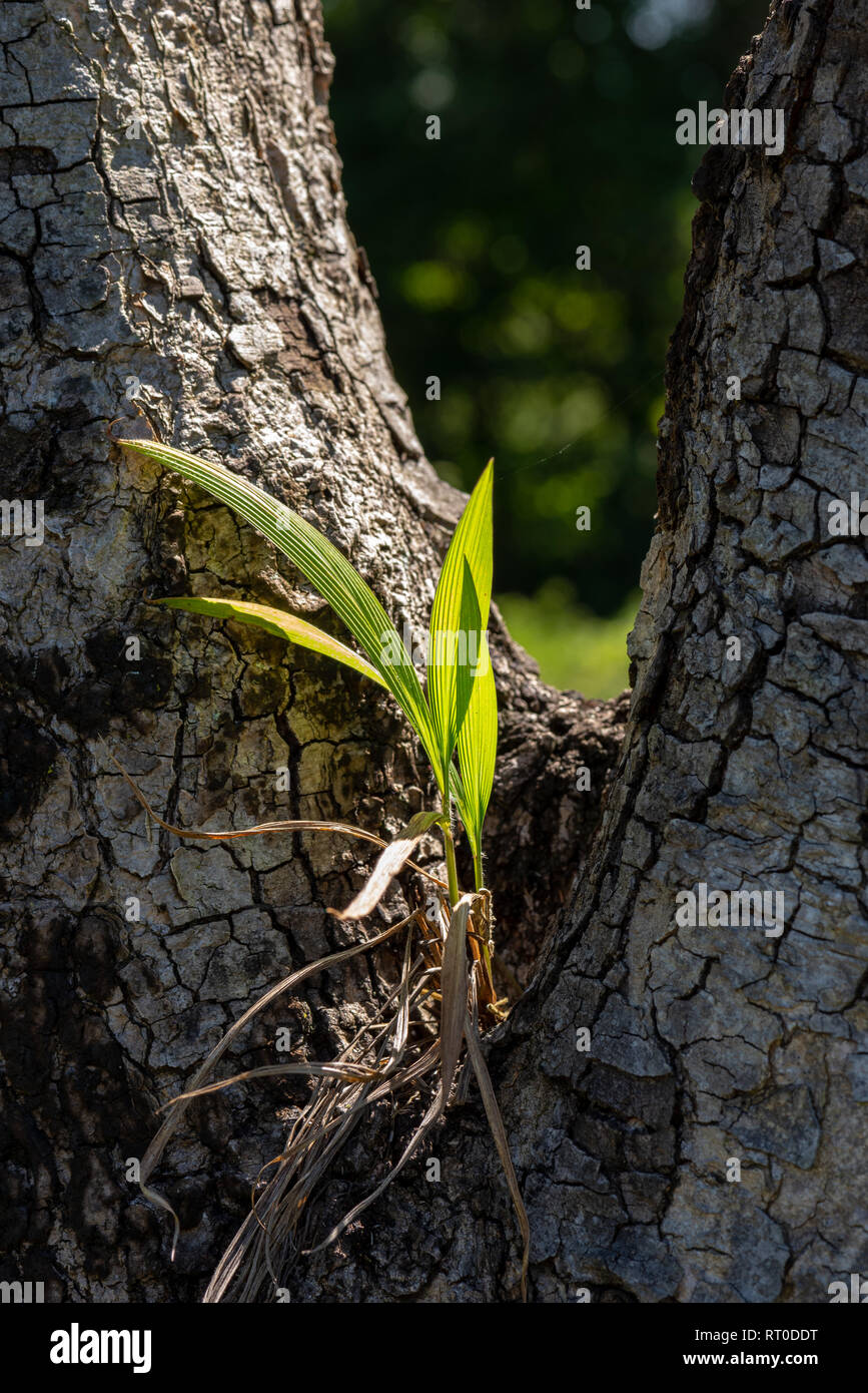 Una pequeña planta que se ha establecido en un suelo recolectadas en la horquilla de un tronco de árbol. Foto de stock