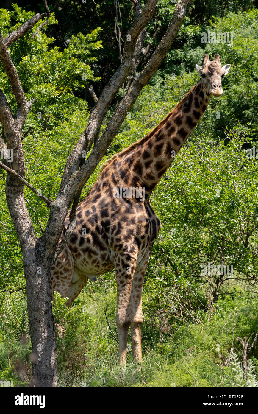 Una jirafa macho solitario situado a la sombra de una acacia en la Reserva Natural del Valle de Umgeni, Sudáfrica. Foto de stock