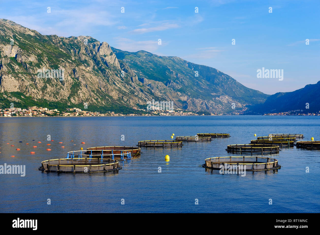 Montenegro, bahía de Kotor, mejillón farm Foto de stock