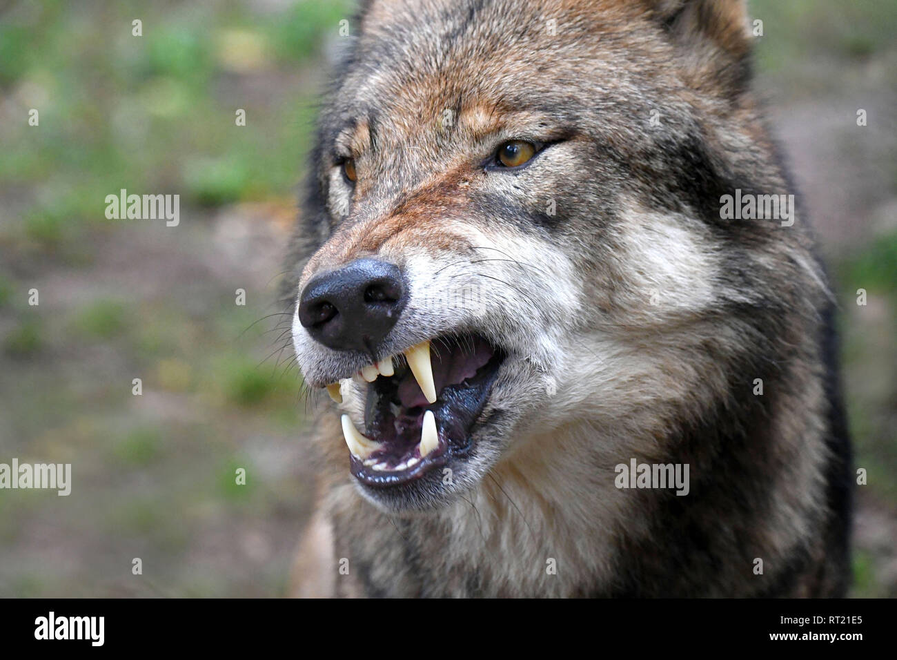 Canino, Canis lupus, el lobo europeo, lobo gris, lobo gris, Doggy,  Isegrimm, close-ups de lobos, depredador, los depredadores, el lobo, el lobo,  el lobo en otoño * Fotografía de stock - Alamy