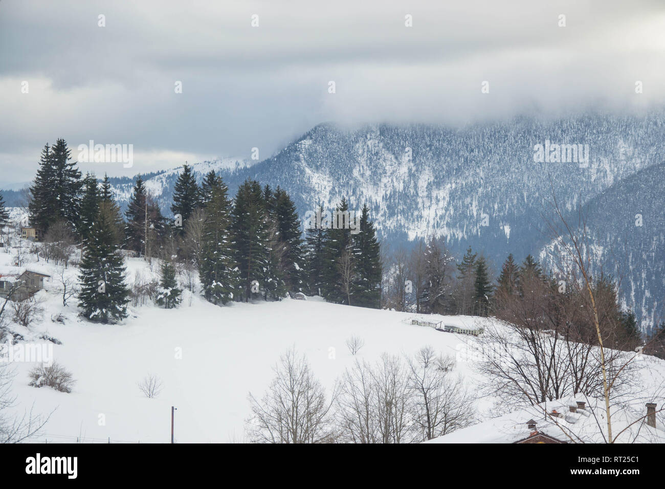 Bosque de invierno, el paisaje de montaña en el invierno, la nieve de los árboles. El complejo invernal de Smolyan, Bulgaria, montes Ródope Foto de stock