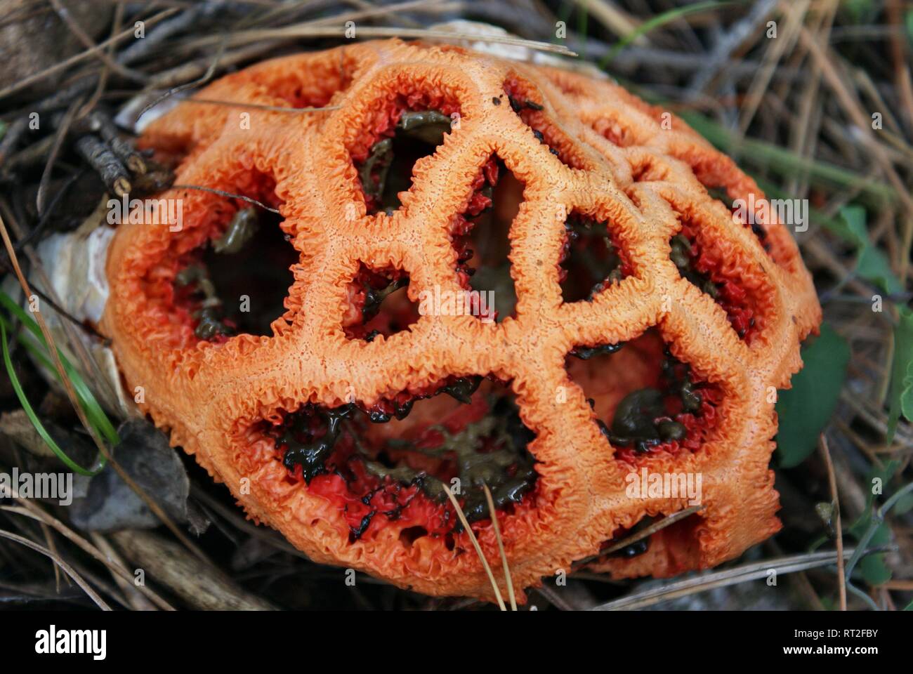 Clathrus ruber fotografías e imágenes de alta resolución - Alamy