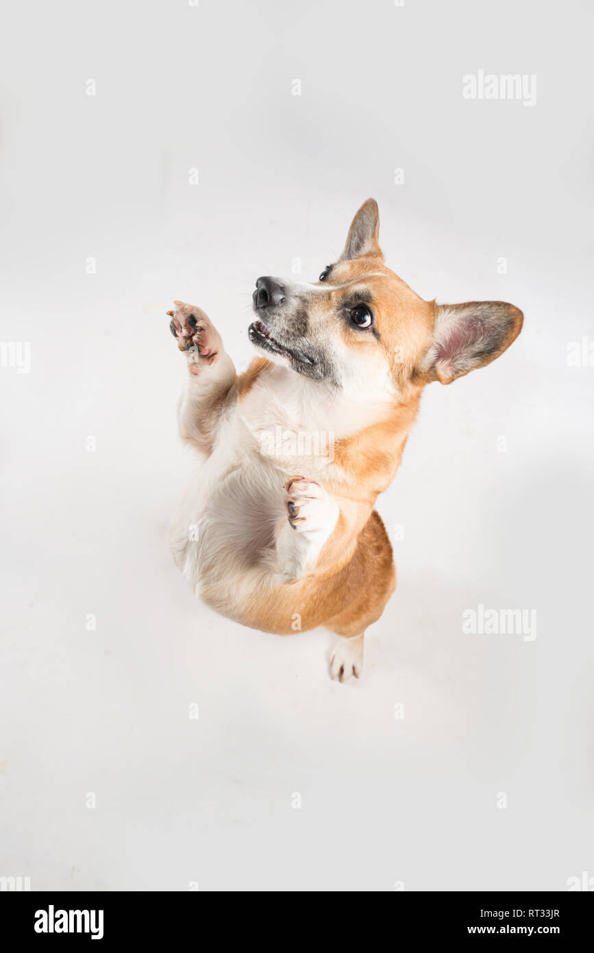 Gracioso perro corgie pararse sobre sus patas traseras sobre fondo blanco en studio Foto de stock