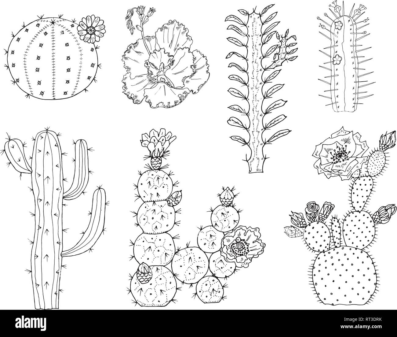 Casa Cactus plantas y flores. Conjunto de elementos lindo acogedor. Colección de suculentas exóticas o tropicales con espinas. Grabado dibujado a mano en el viejo Ilustración del Vector
