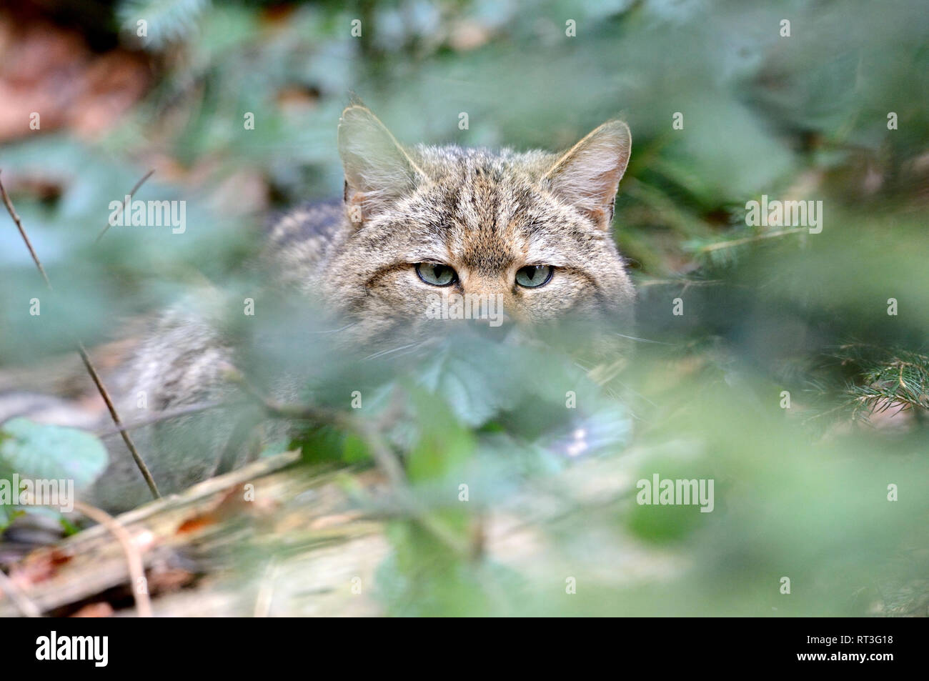 Los animales locales, endémicamente, Felis silvestris, predadores, juego de  depredadores, animales, W, juego, el gato montés, el gato montés, el gato  montés, el gato montés en el muelle, Wild Fotografía de stock -