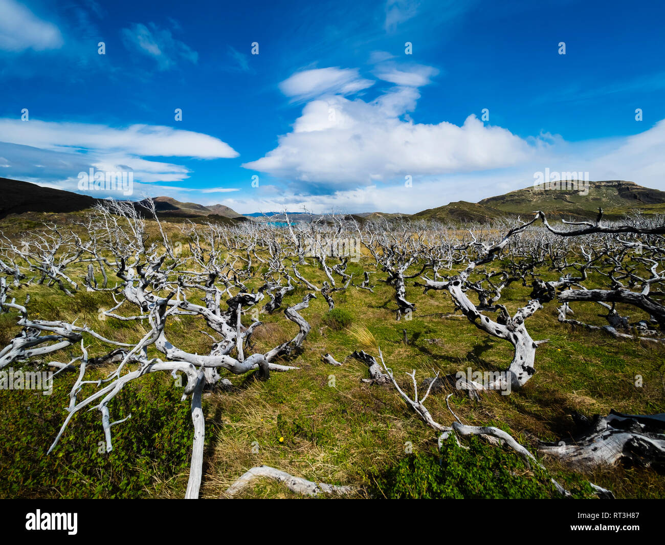 Chile, Patagonia, Parque Nacional Torres del Paine, árboles muertos Foto de stock