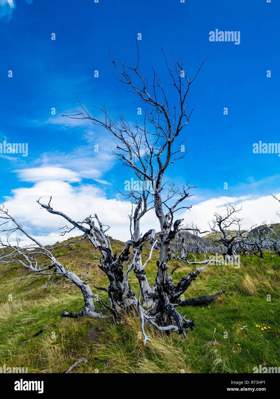 Chile, Patagonia, Parque Nacional Torres del Paine, árboles muertos Foto de stock