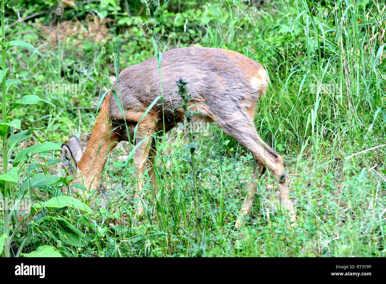 Capreolus capreolus, animales locales, animales endémicos, los animales