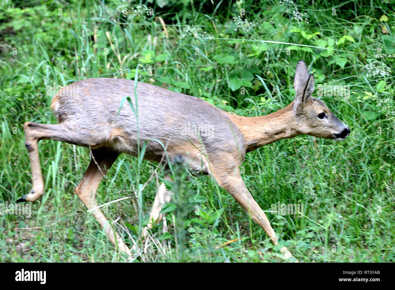 Capreolus capreolus, animales locales, animales endémicos, los animales