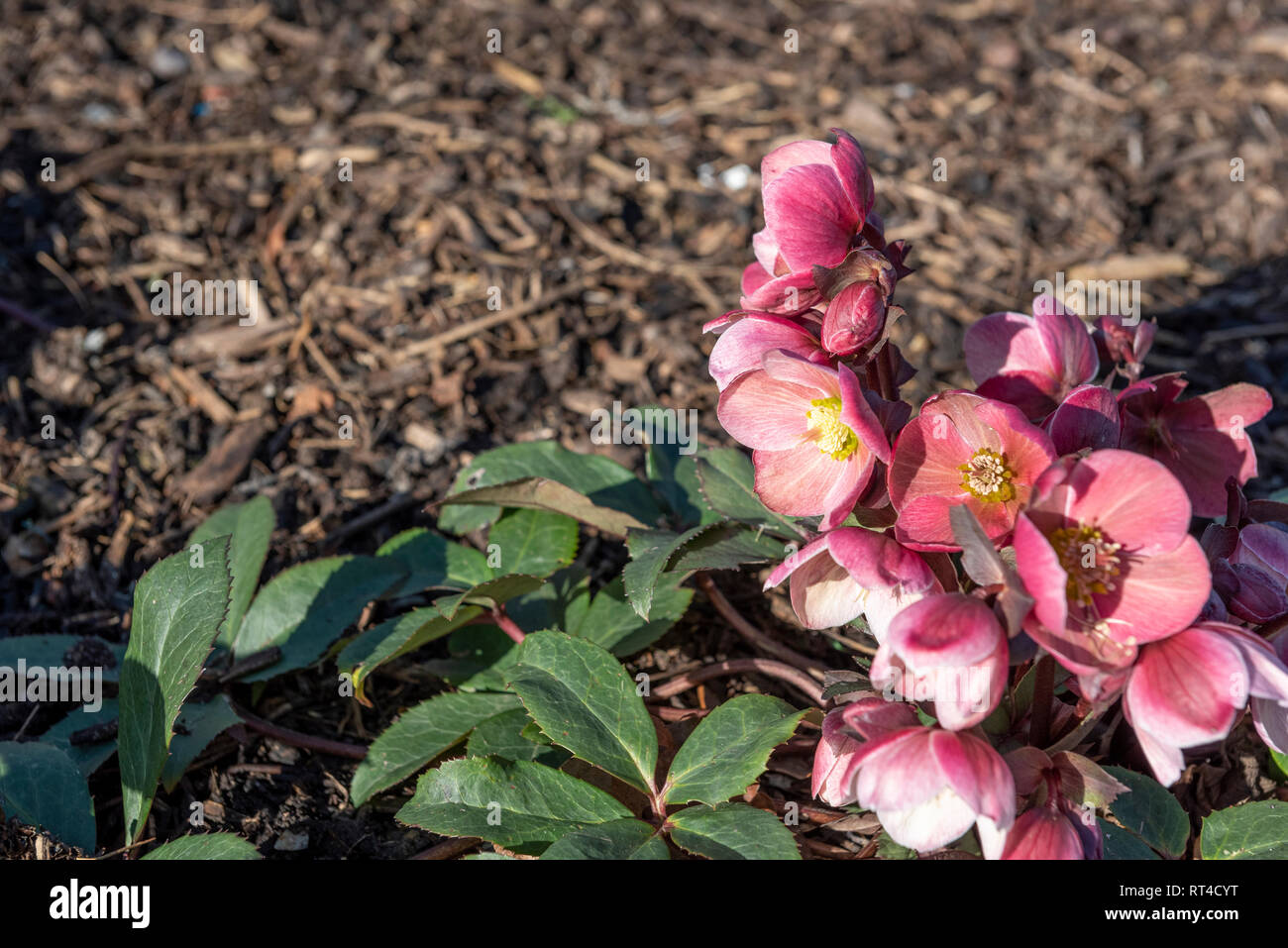 Helleborus × ballardiae HGC Pink Frost, Helleborus Pink Frost, Helleborus Hgc Rosa Coseh Frost = 710, Ranunculaceae, Foto de stock