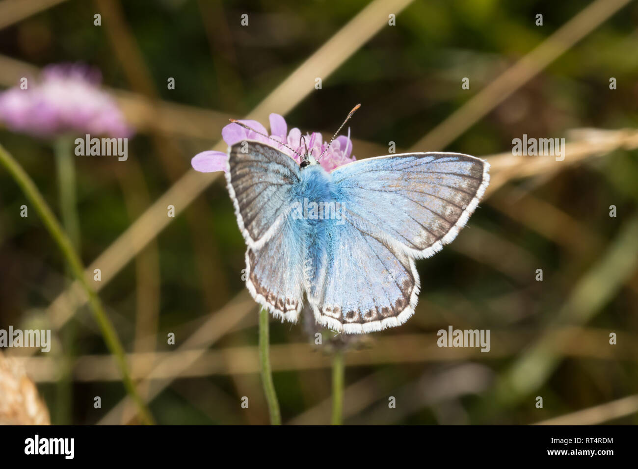 Una mariposa azul(Polyommatus Chalkhill coridón) de la familia Lycaenidae, alimentación forman una flor. Foto de stock