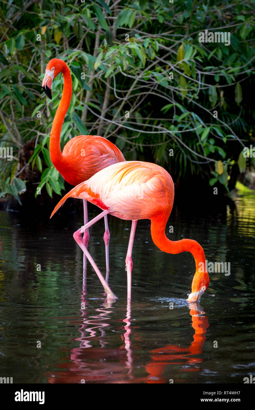 American flamenco (Phoenicopterus Ruper) en el estanque en Everglades Wonder Jardín, Bonita Springs, Florida, EE.UU. Foto de stock