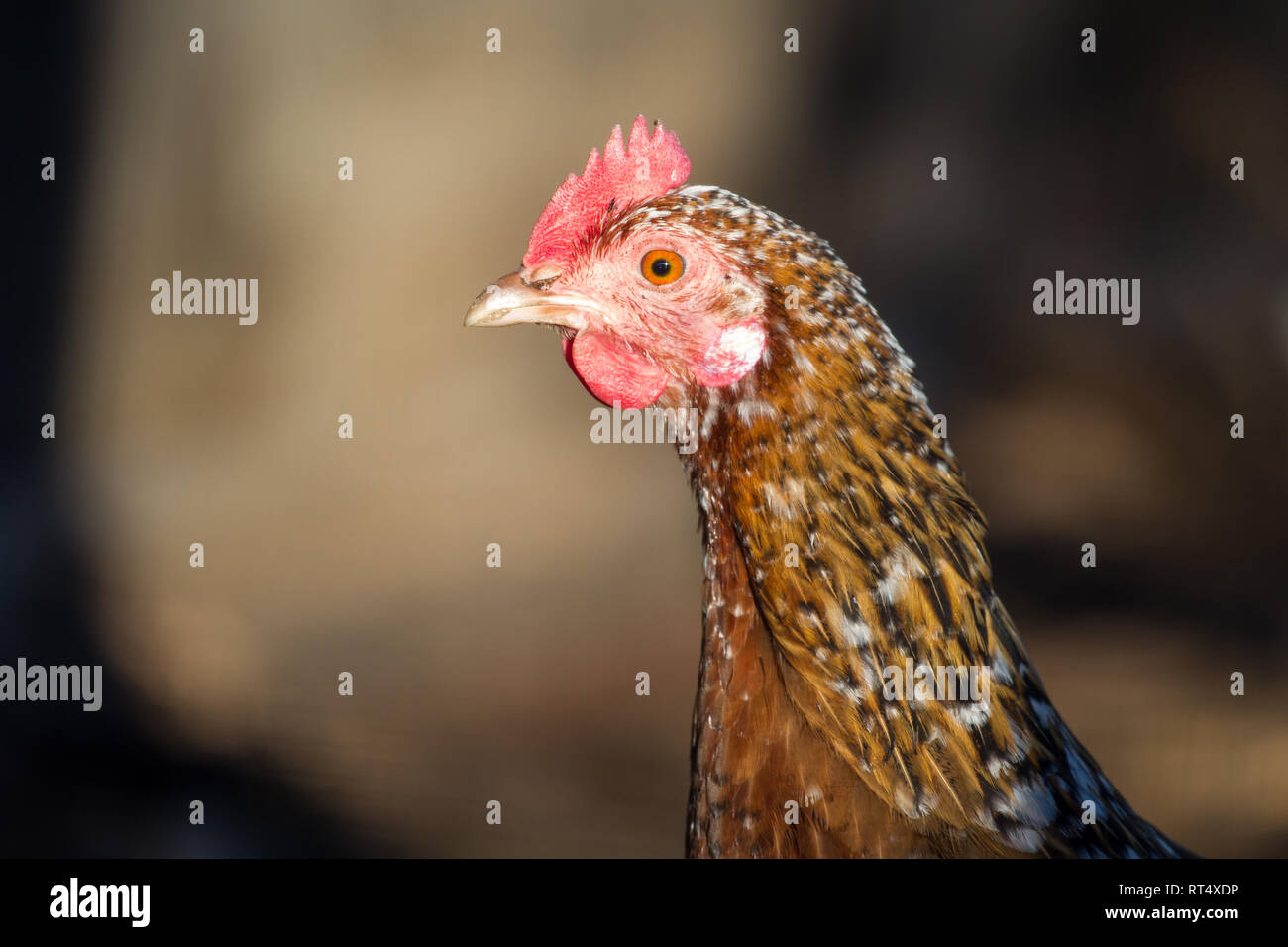 / Steinhendl Stoapiperl gallina, críticamente en peligro Pollo raza de Austria (Gallus gallus domesticus) Foto de stock