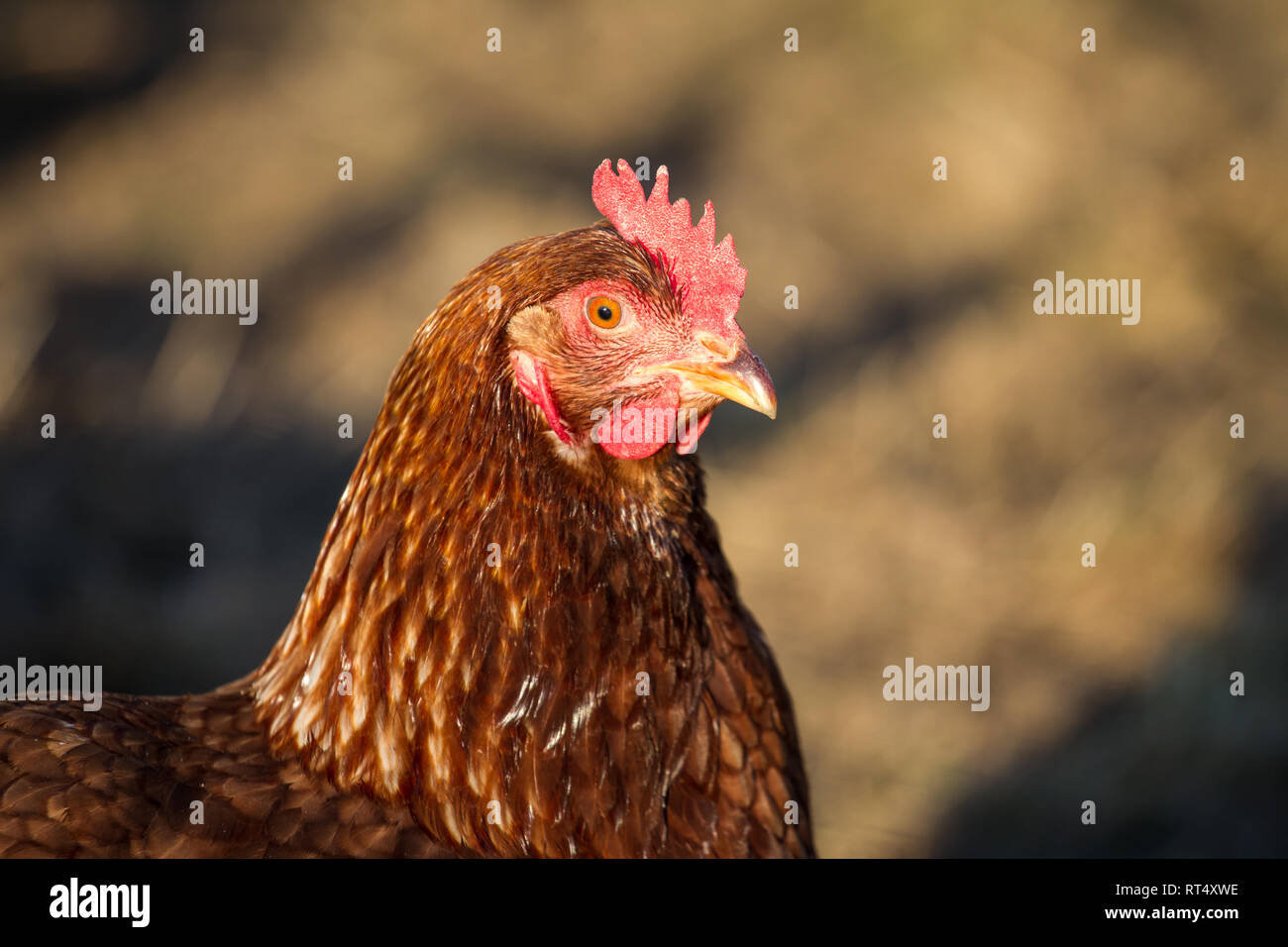 Intervalo libre de gallinas ponedoras de huevo (Gallus gallus domesticus) Foto de stock