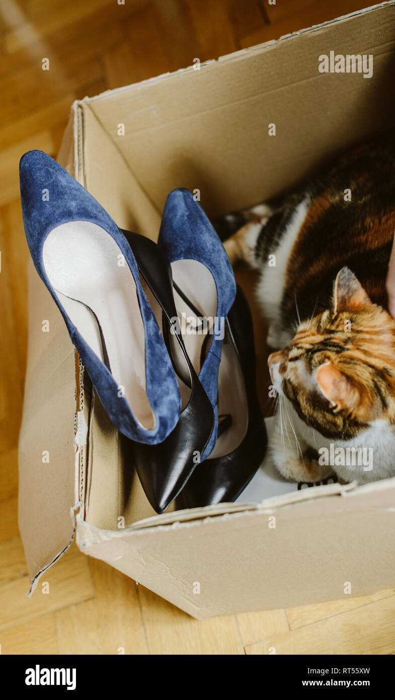 Vista desde arriba de unboxing desempaquetado varios pares de zapatos  nuevos comprados a través de la tienda online y curioso gato mascota de  cartón dentro de la caja Fotografía de stock -