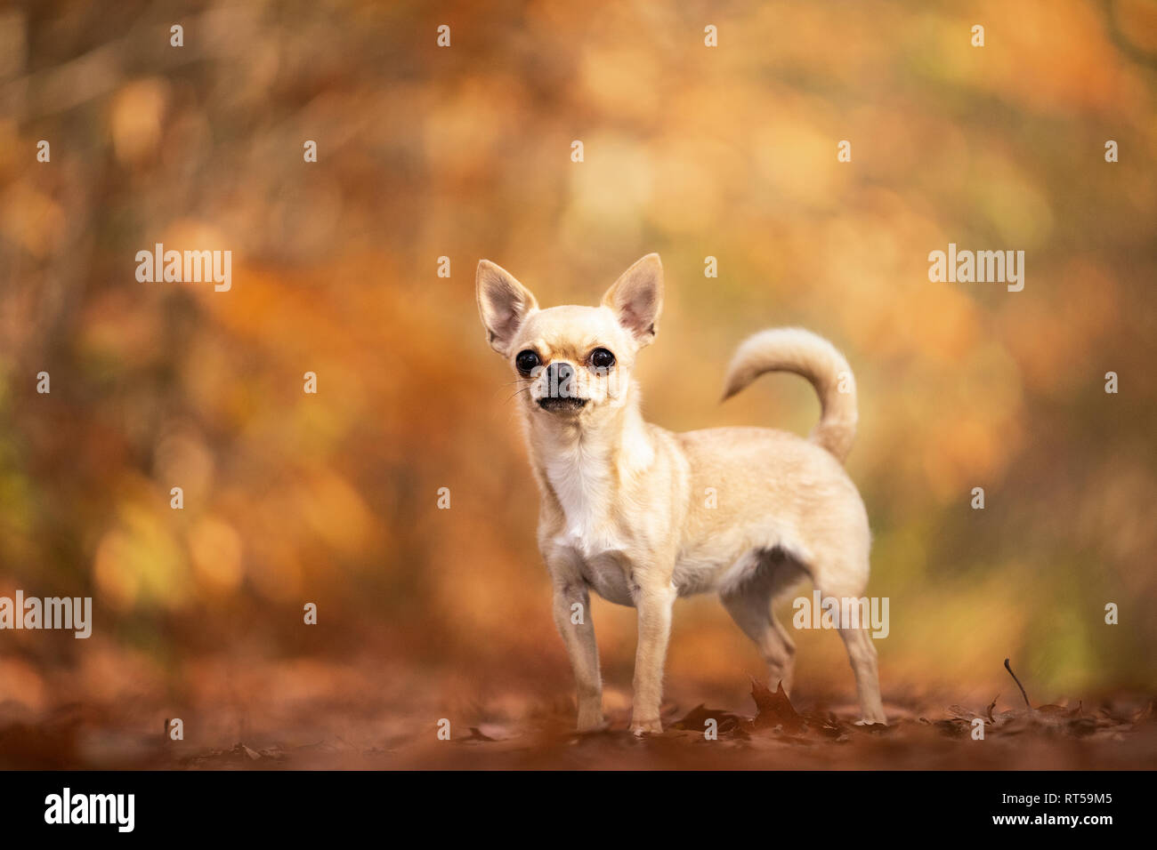 Chihuahua perro sentado en un bosque de otoño lane con rayos de sol y el enfoque selectivo Foto de stock