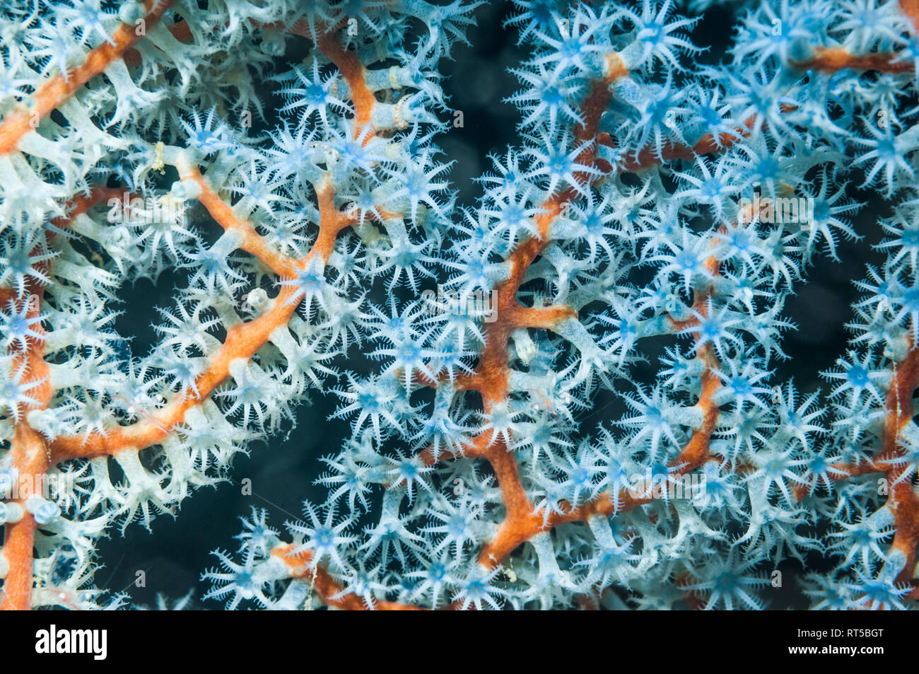 Los pólipos de coral del ventilador de gorgonias. Papúa Occidental, Indonesia. Foto de stock