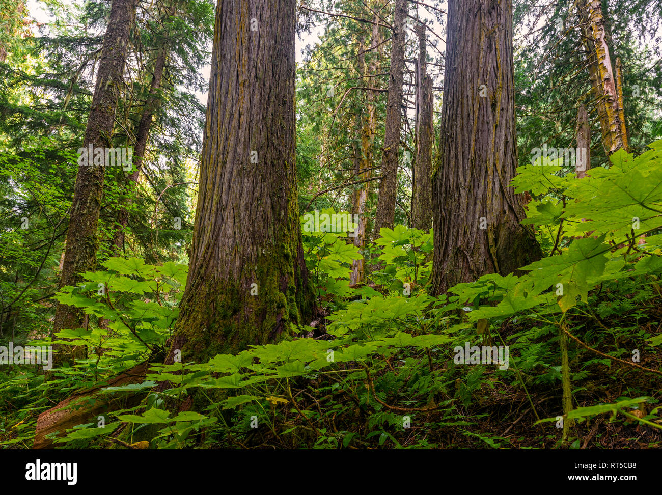 Árboles de cedro y helechos en el interior del antiguo Bosque, selva tropical interior único en el mundo, el Río Fraser Valley, en Prince George, British Columbia, Canadá. Foto de stock